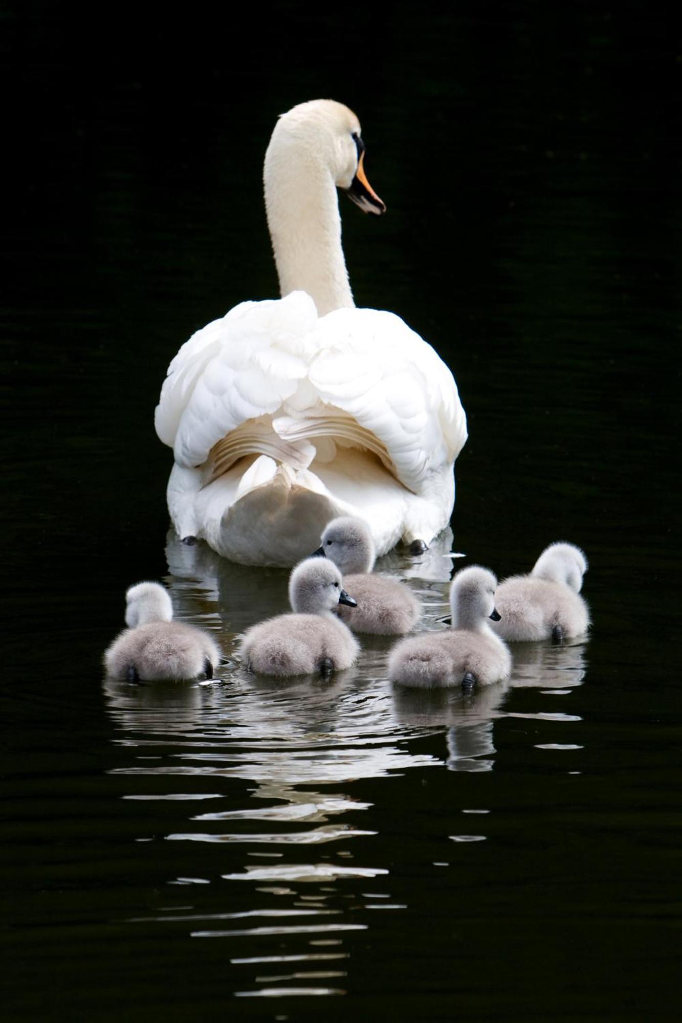 The Lake Country House Hotel & Spa Llangammarch Wells Eksteriør bilde